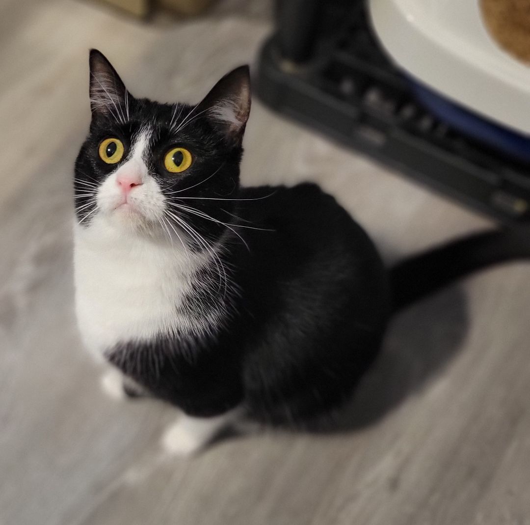 Grape, a Adoptable mixed breed in Swartz Creek, MI image 3/6