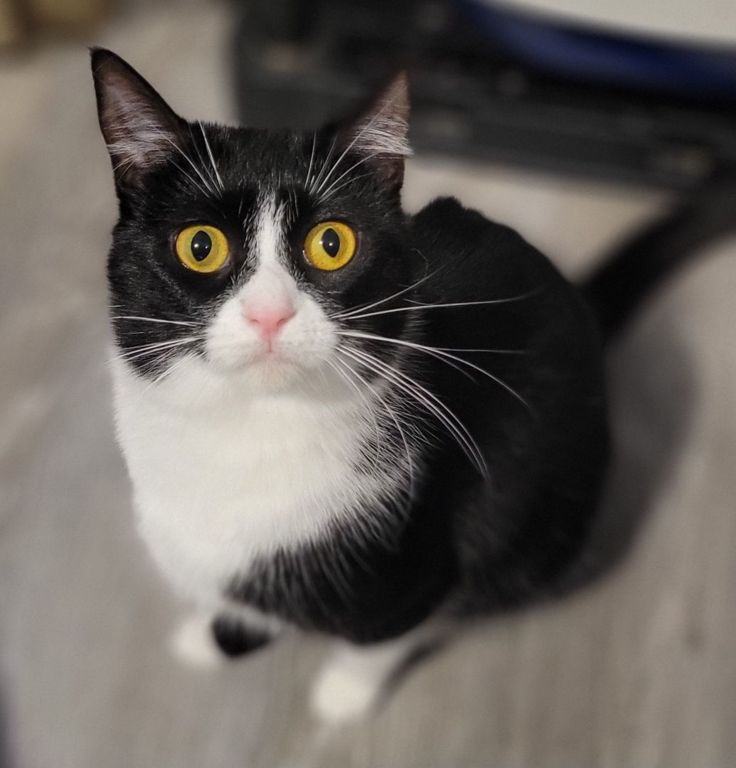 Grape, a Adoptable mixed breed in Swartz Creek, MI image 4/6