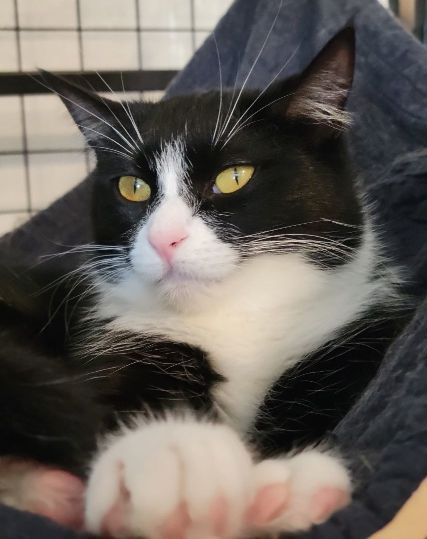 Grape, a Adoptable mixed breed in Swartz Creek, MI image 5/6