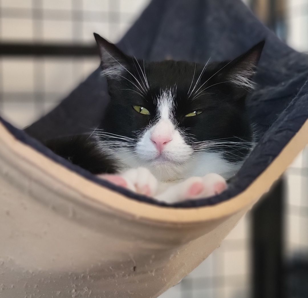 Grape, a Adoptable mixed breed in Swartz Creek, MI image 6/6