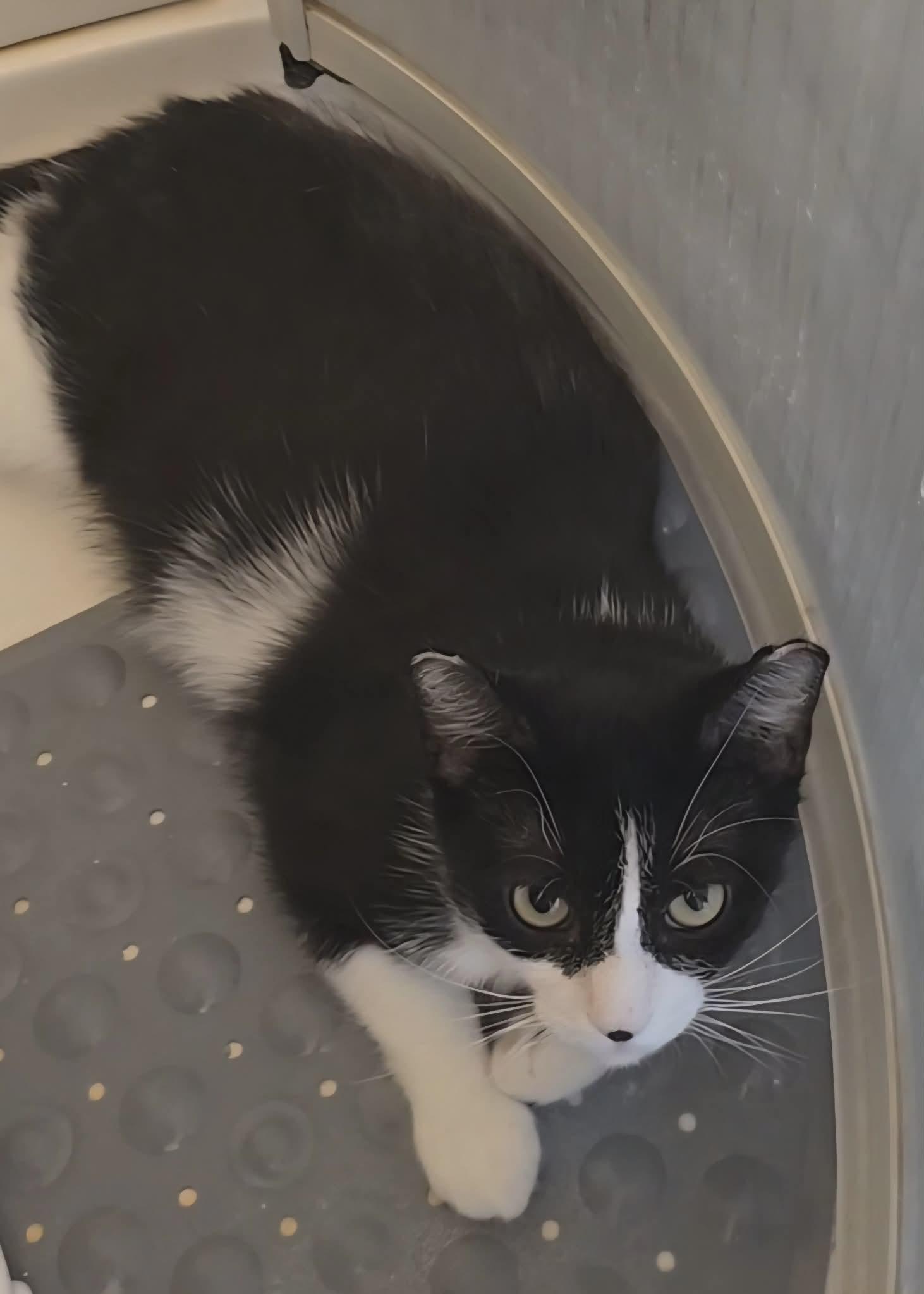 Enlarge Charlie, an adoptable Tuxedo in Stevensville, ON image 1/1