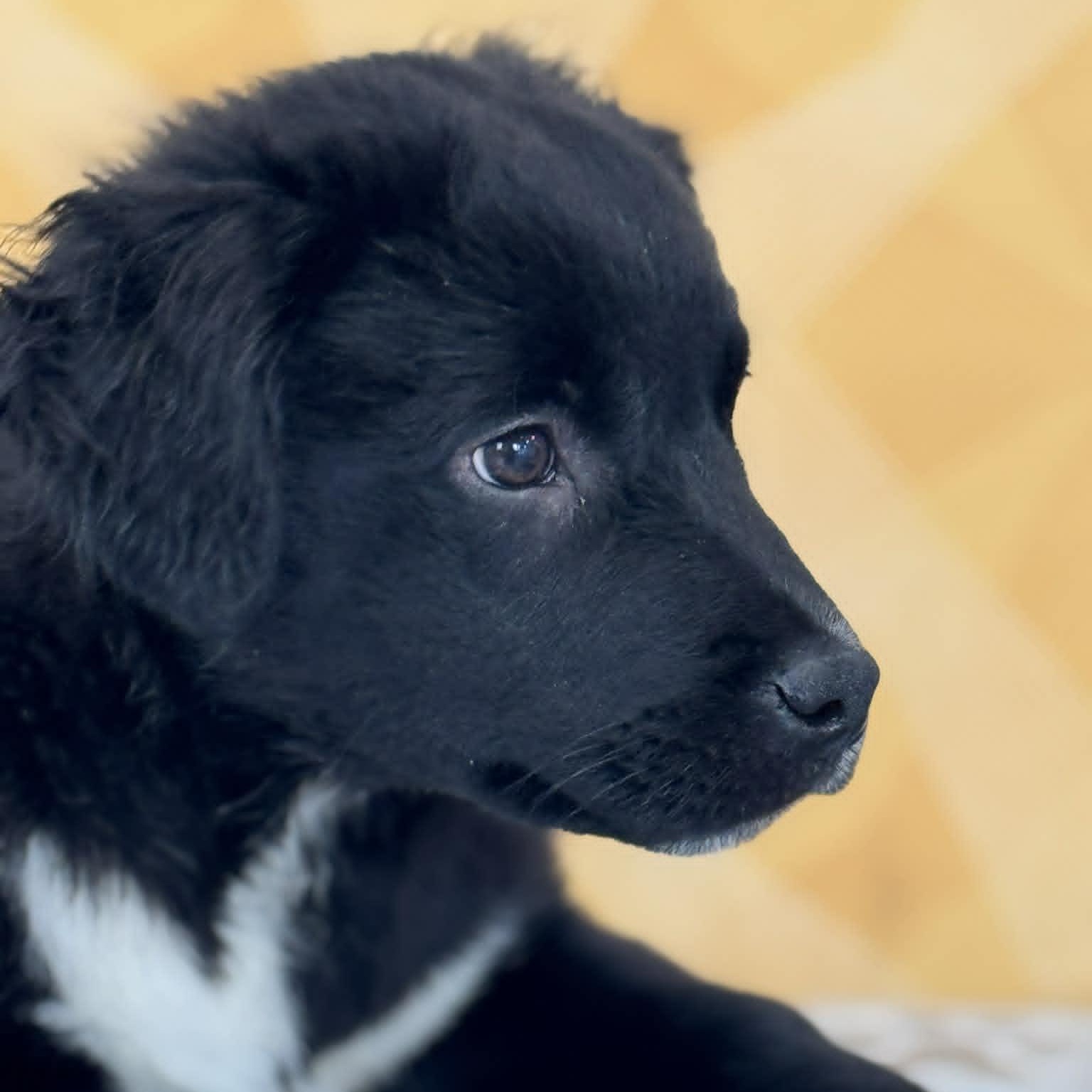 Enlarge Jim Beam, an adopted mixed breed image 3/4