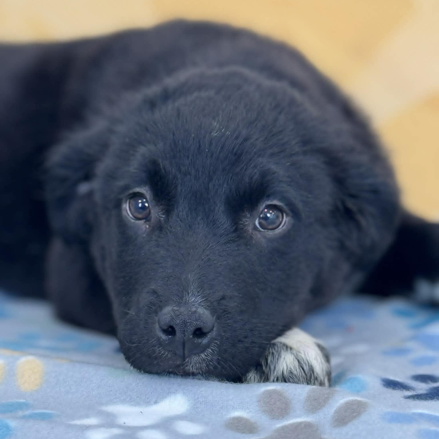 Enlarge Jim Beam, an adopted mixed breed image 2/4