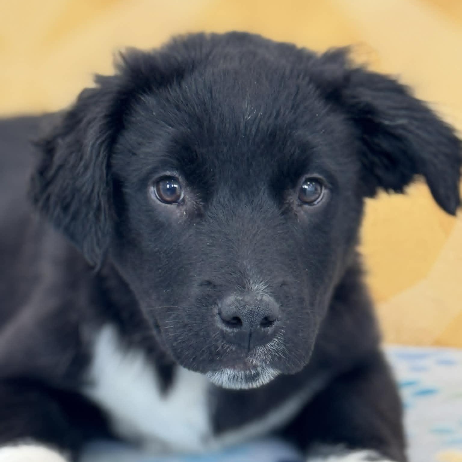 Enlarge Jim Beam, an adopted mixed breed image 4/4