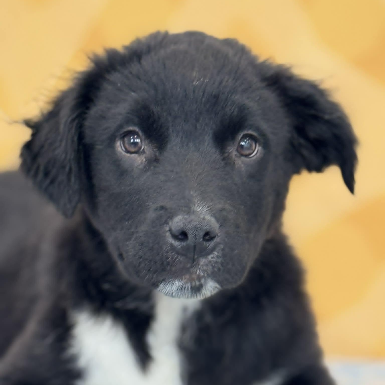 Jim Beam, ADOPTABLE, Puppy Male Border Collie.