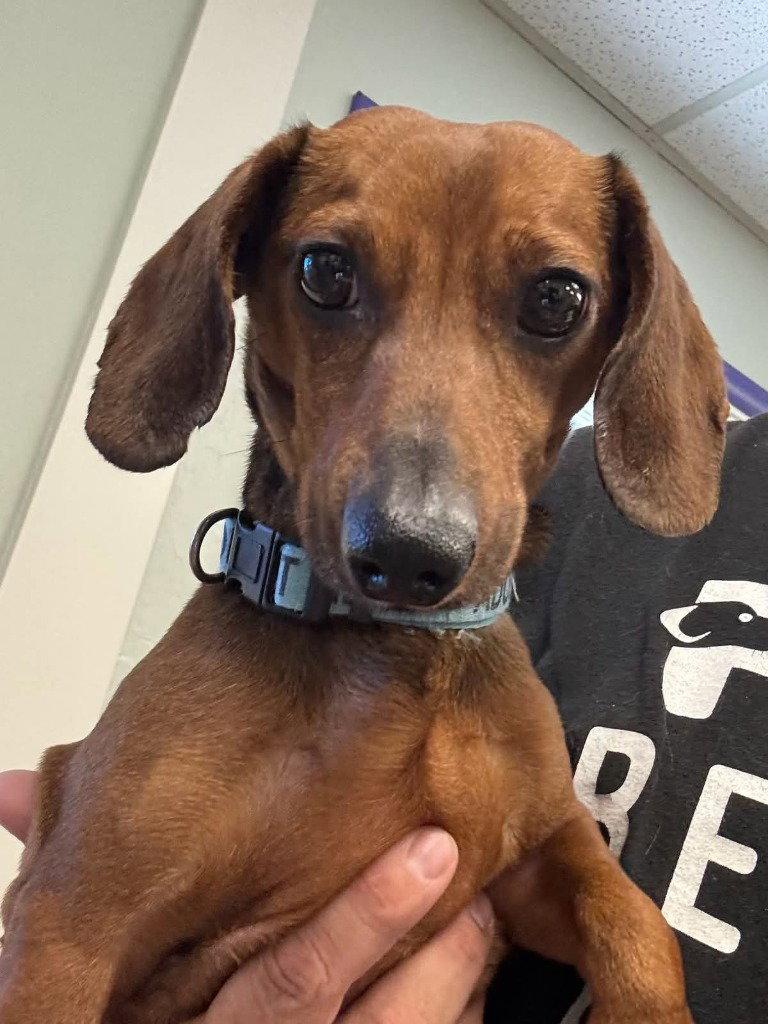 Buster, Adoptable, Adult Male Dachshund.