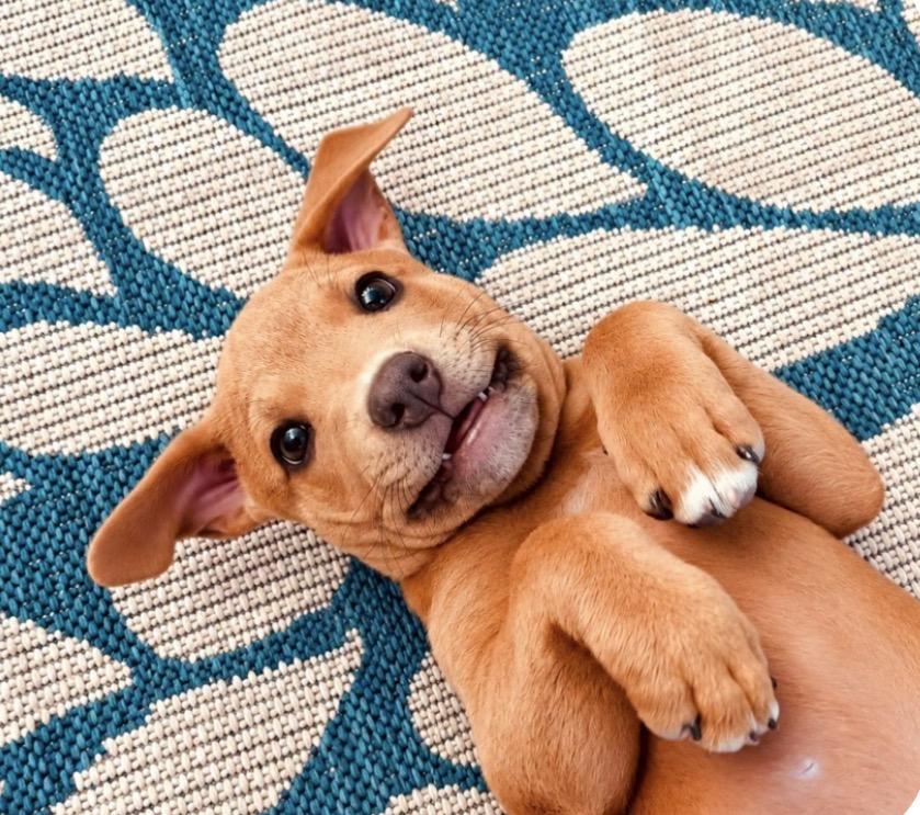 Enlarge Jojo, a Adoptable mixed breed in Scottsdale, AZ image 4/5