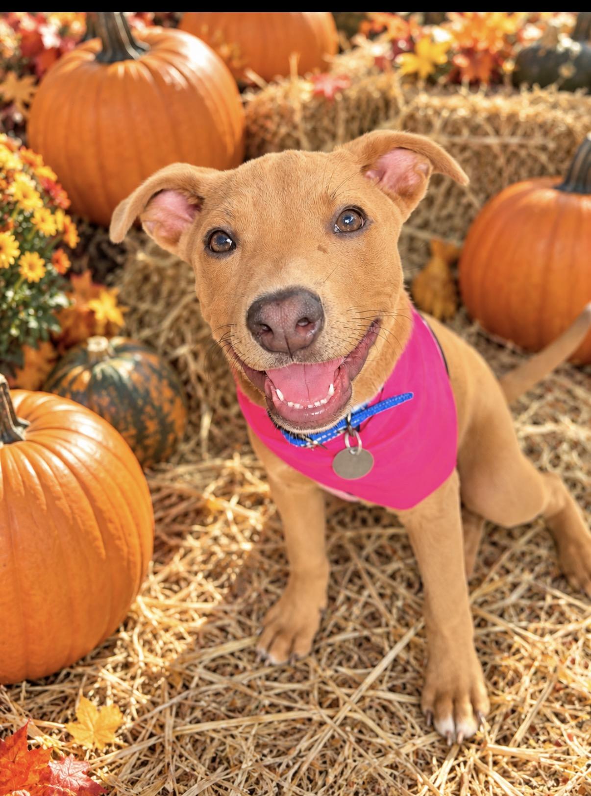 Enlarge Jojo, a Adoptable mixed breed in Scottsdale, AZ image 2/5