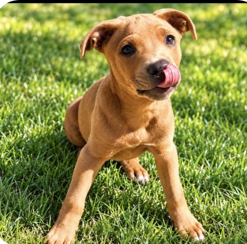 Enlarge Jojo, a Adoptable mixed breed in Scottsdale, AZ image 3/5