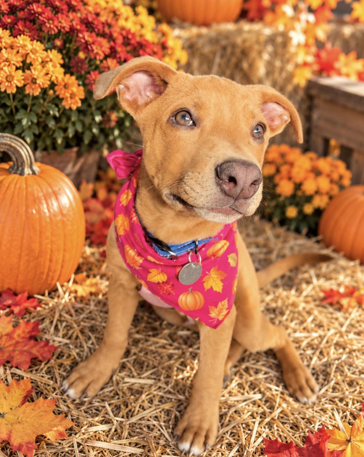 Enlarge Jojo, a Adoptable mixed breed in Scottsdale, AZ image 1/5