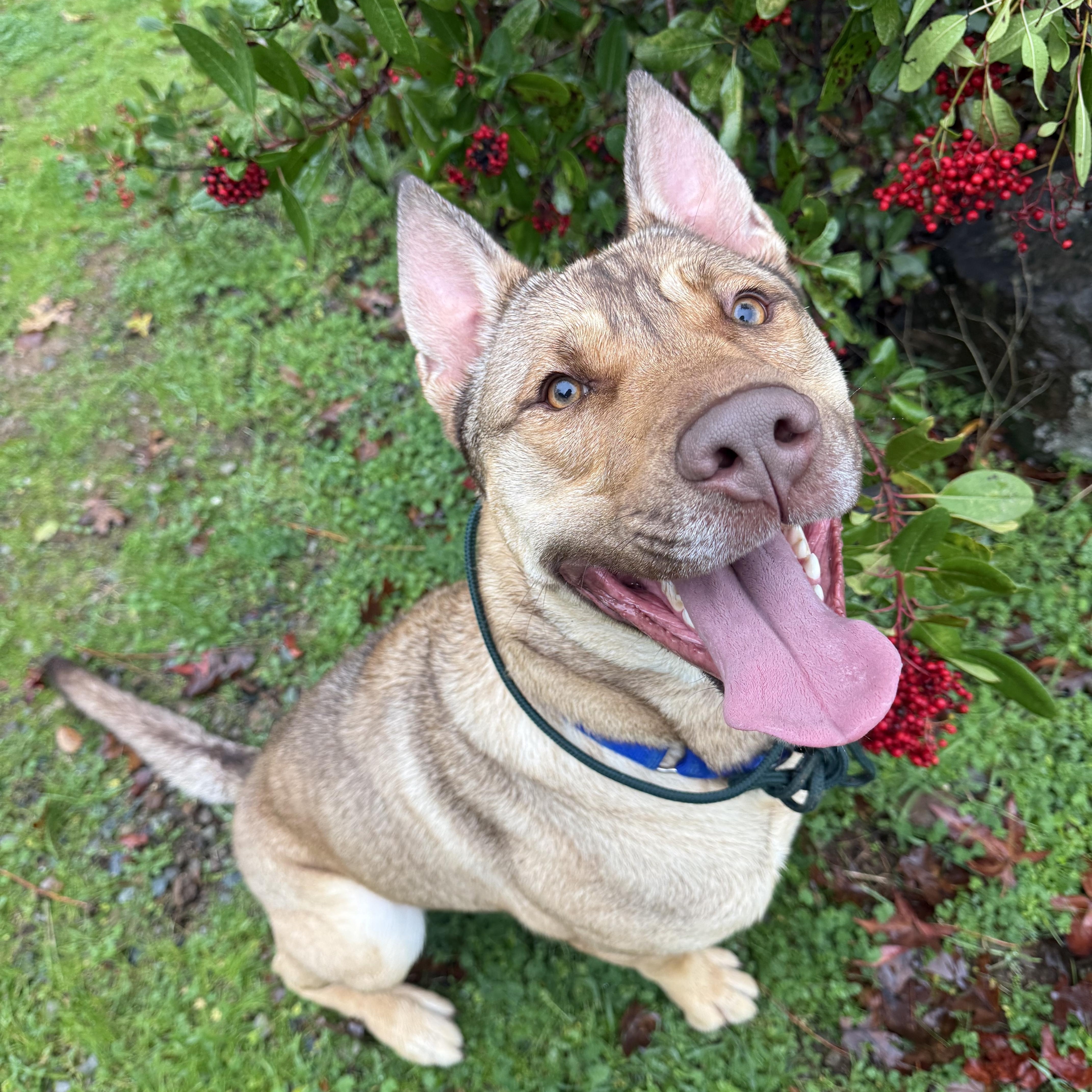 Enlarge Saigon- Big Puppy!, a Adoptable mixed breed in Grass Valley, CA image 1/6