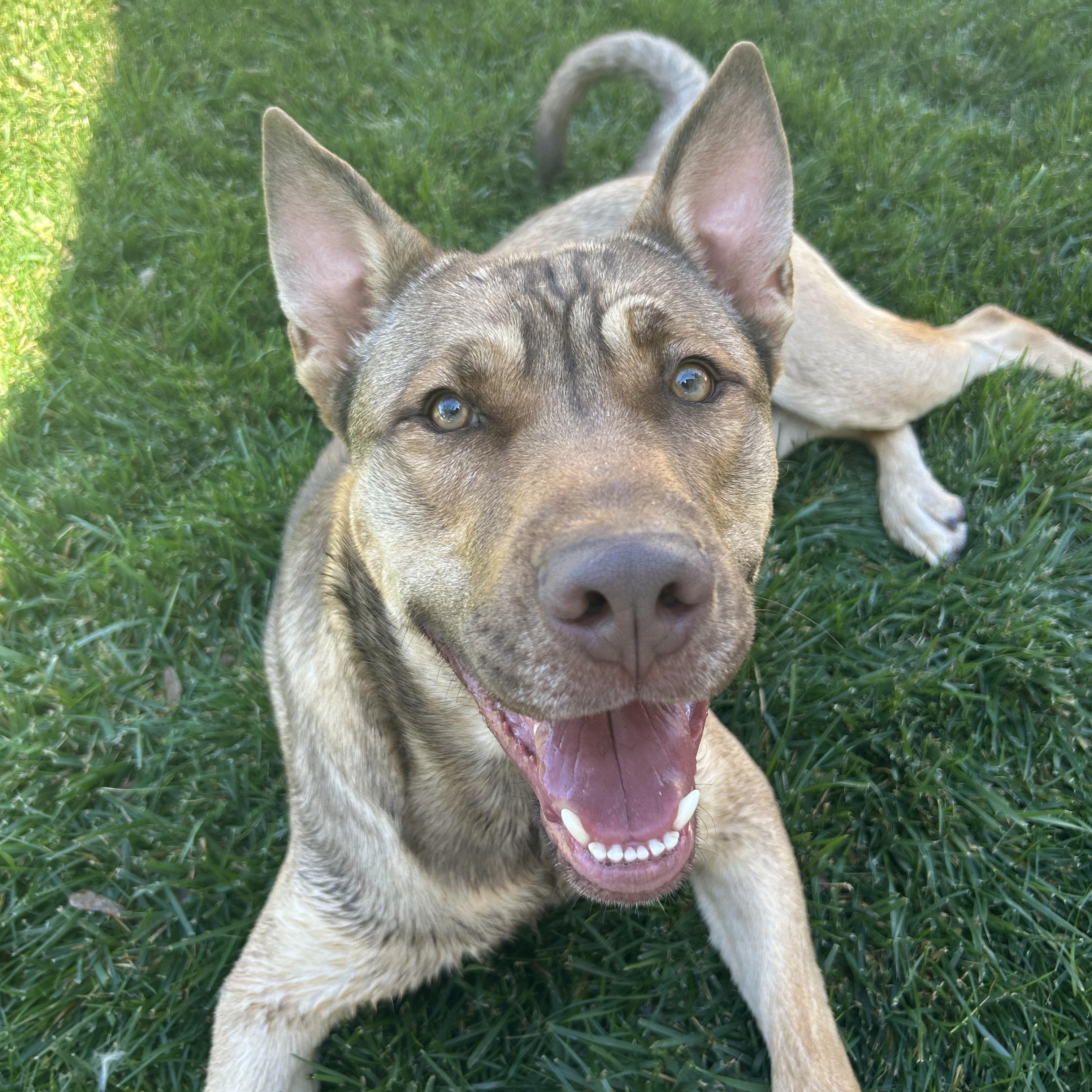 Saigon- Big Puppy!, a Adoptable mixed breed in Grass Valley, CA image 2/6