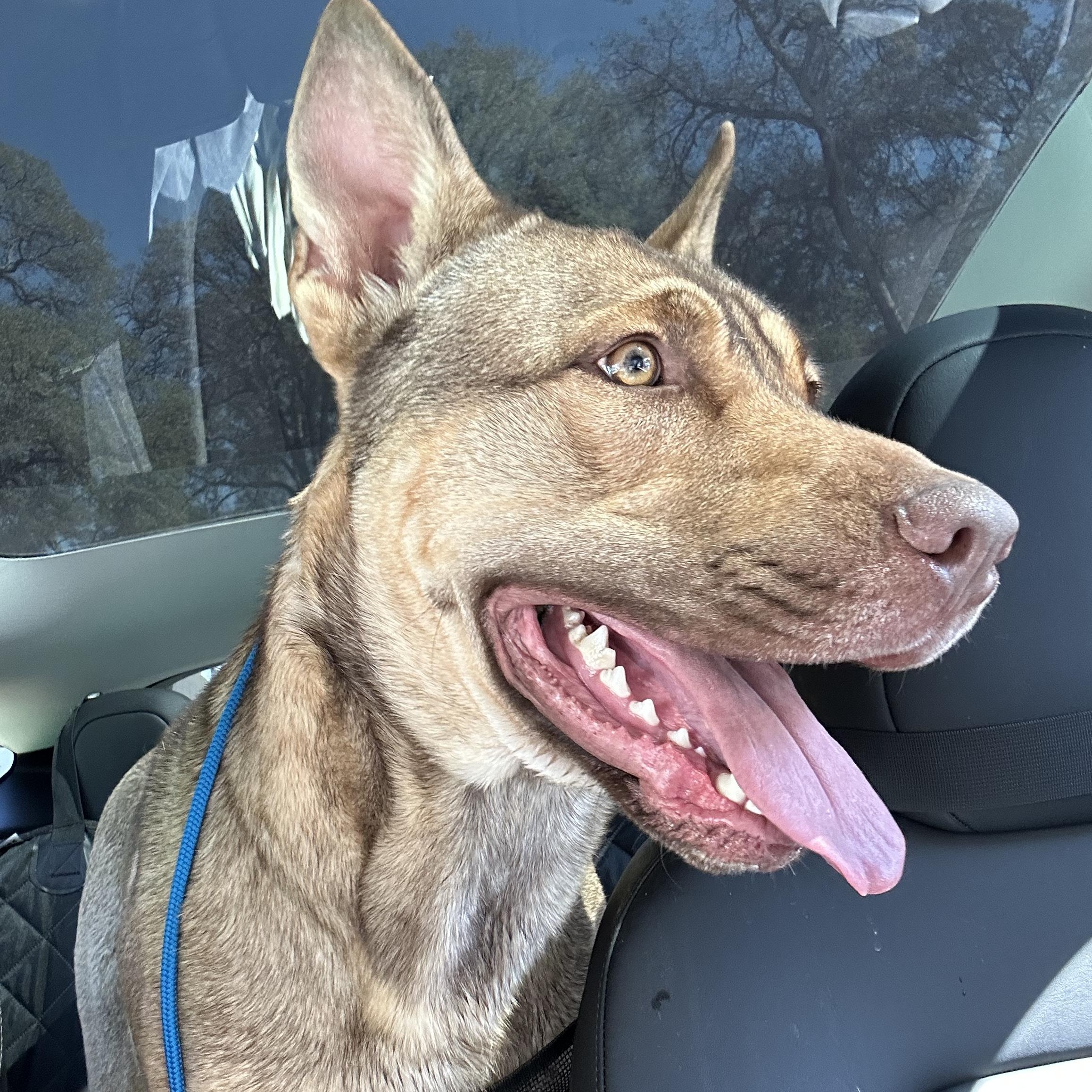 Saigon- Big Puppy!, a Adoptable mixed breed in Grass Valley, CA image 6/6
