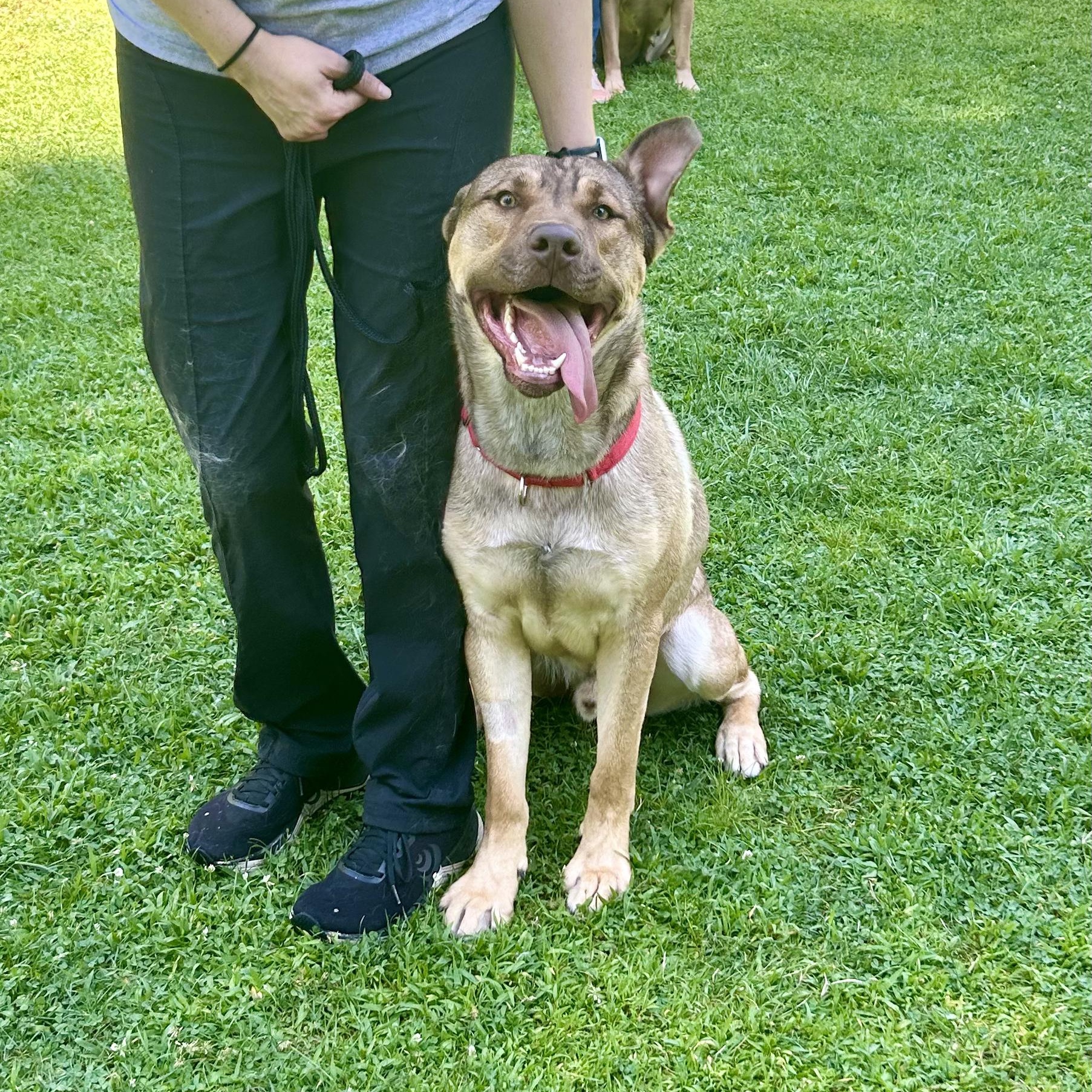 Saigon- Big Puppy!, a Adoptable mixed breed in Grass Valley, CA image 4/6