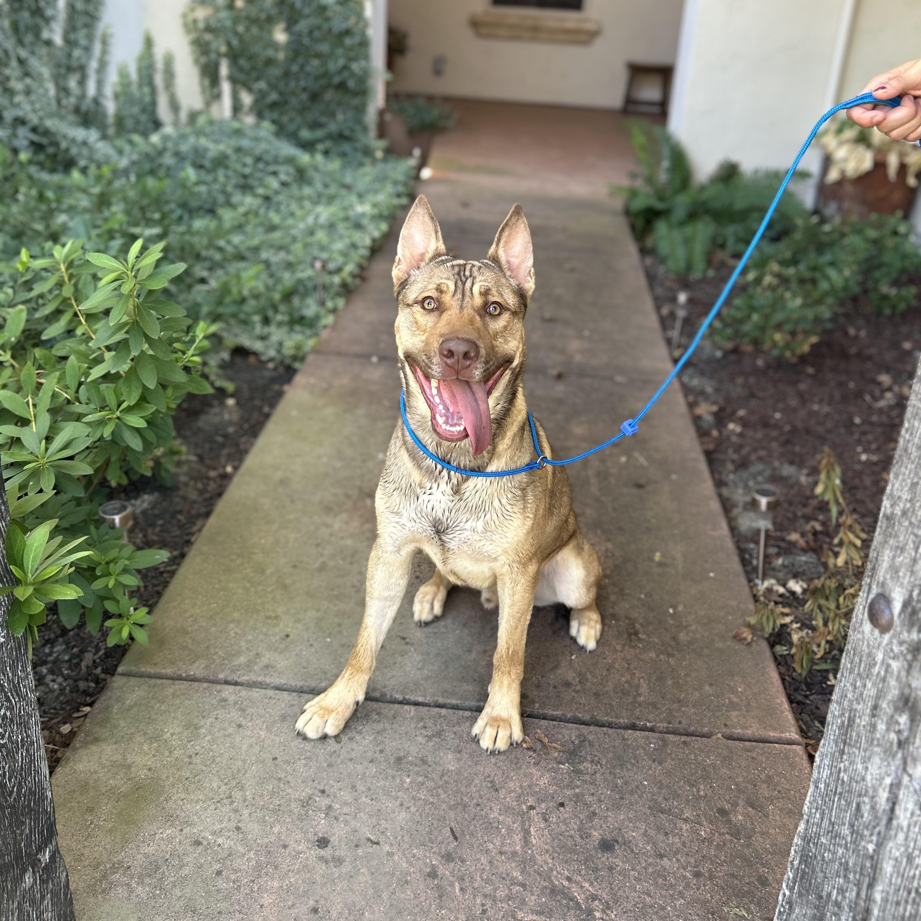 Saigon- Big Puppy!, Adoptable, Young Male Shepherd.