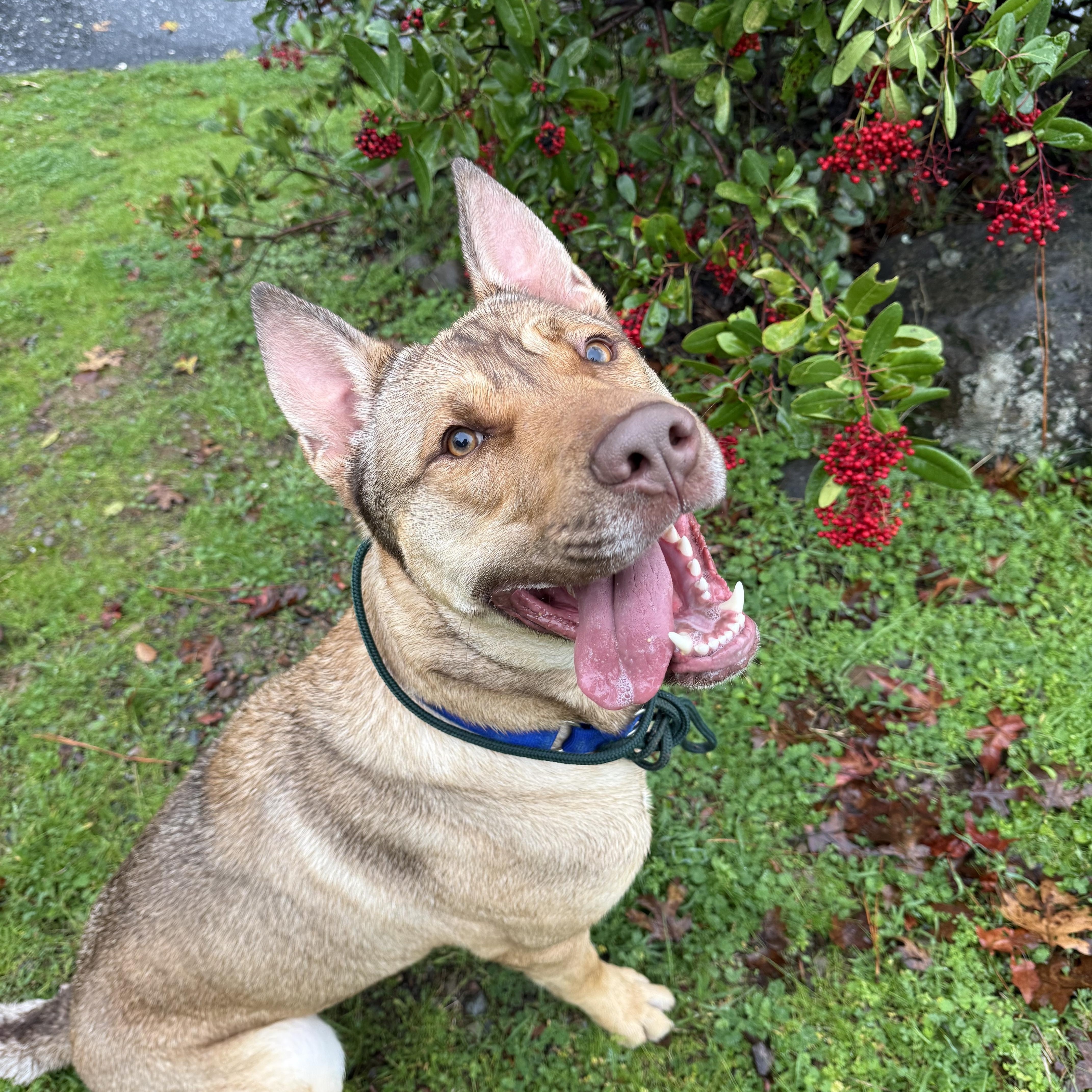Enlarge Saigon- Big Puppy!, a Adoptable mixed breed in Grass Valley, CA image 6/6