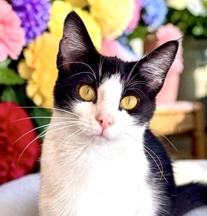 Woocy Woo - KITTEN, ADOPTABLE, Young Female Domestic Short Hair.