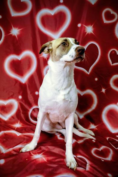 Amara (Mary), adoptable, Young Female Jack Russell Terrier & German Shepherd Dog.