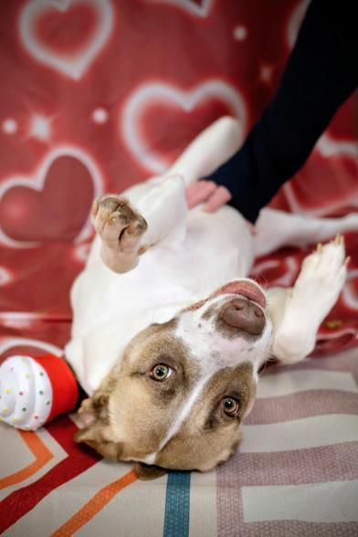 Enlarge Amara (Mary), an adoptable mixed breed in Liverpool, TX image 2/6