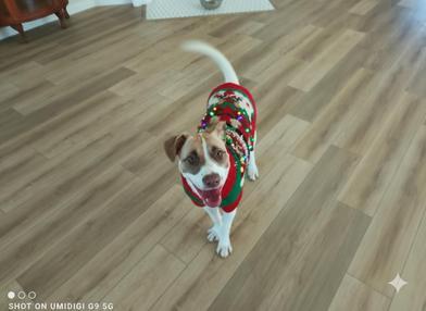 Enlarge Amara (Mary), an adoptable mixed breed in Liverpool, TX image 5/6