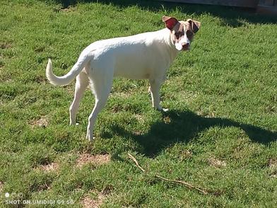 Enlarge Amara (Mary), an adoptable mixed breed in Liverpool, TX image 6/6