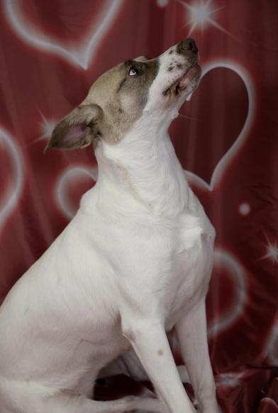 Enlarge Amara (Mary), an adoptable mixed breed in Liverpool, TX image 4/6