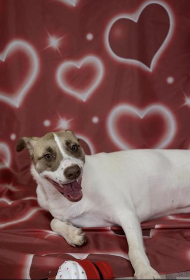 Enlarge Amara (Mary), an adoptable mixed breed in Liverpool, TX image 3/6