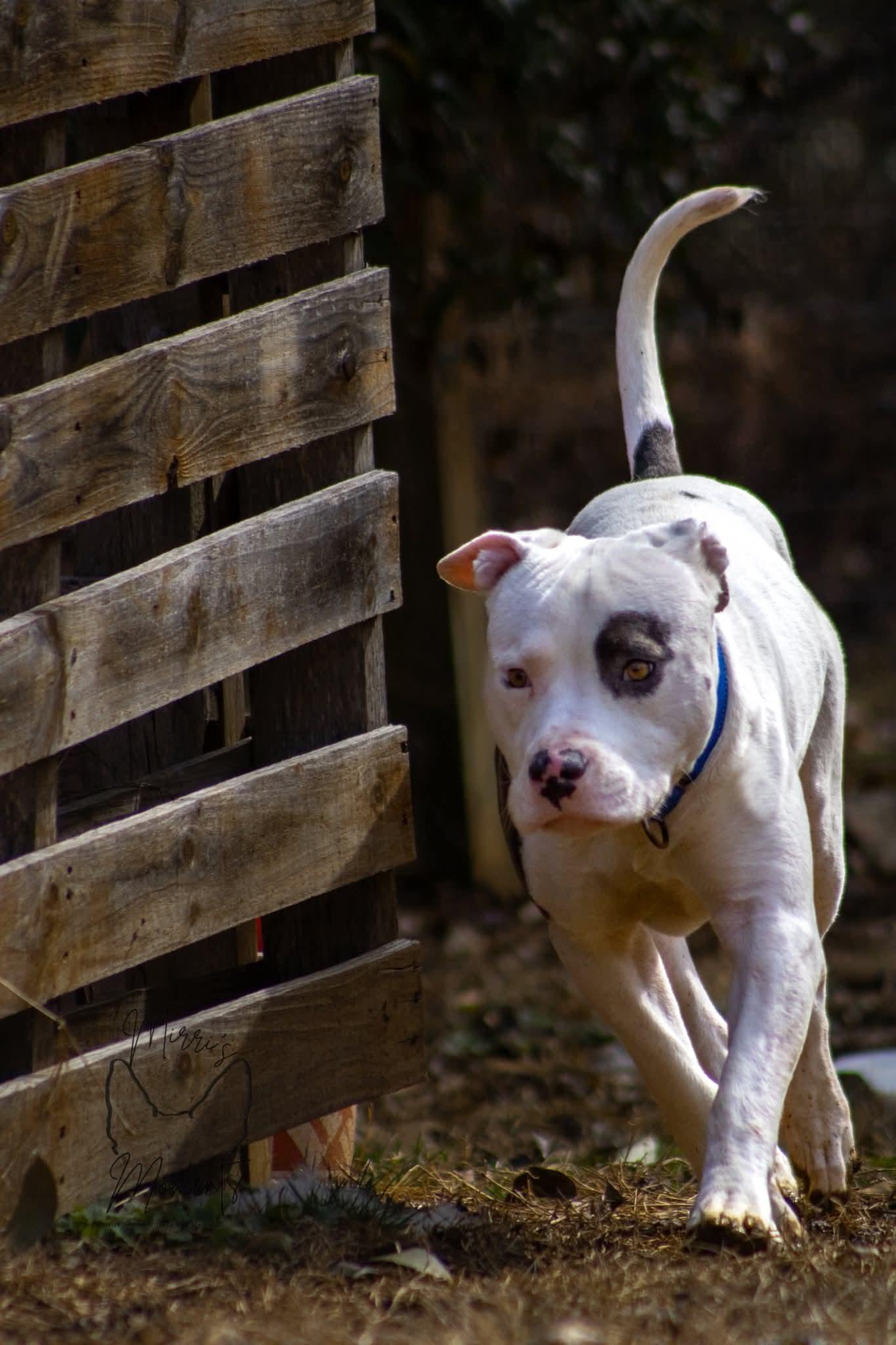 Petey: Not at the Shelter (Ron), Adoptable, Adult Male Pit Bull Terrier.