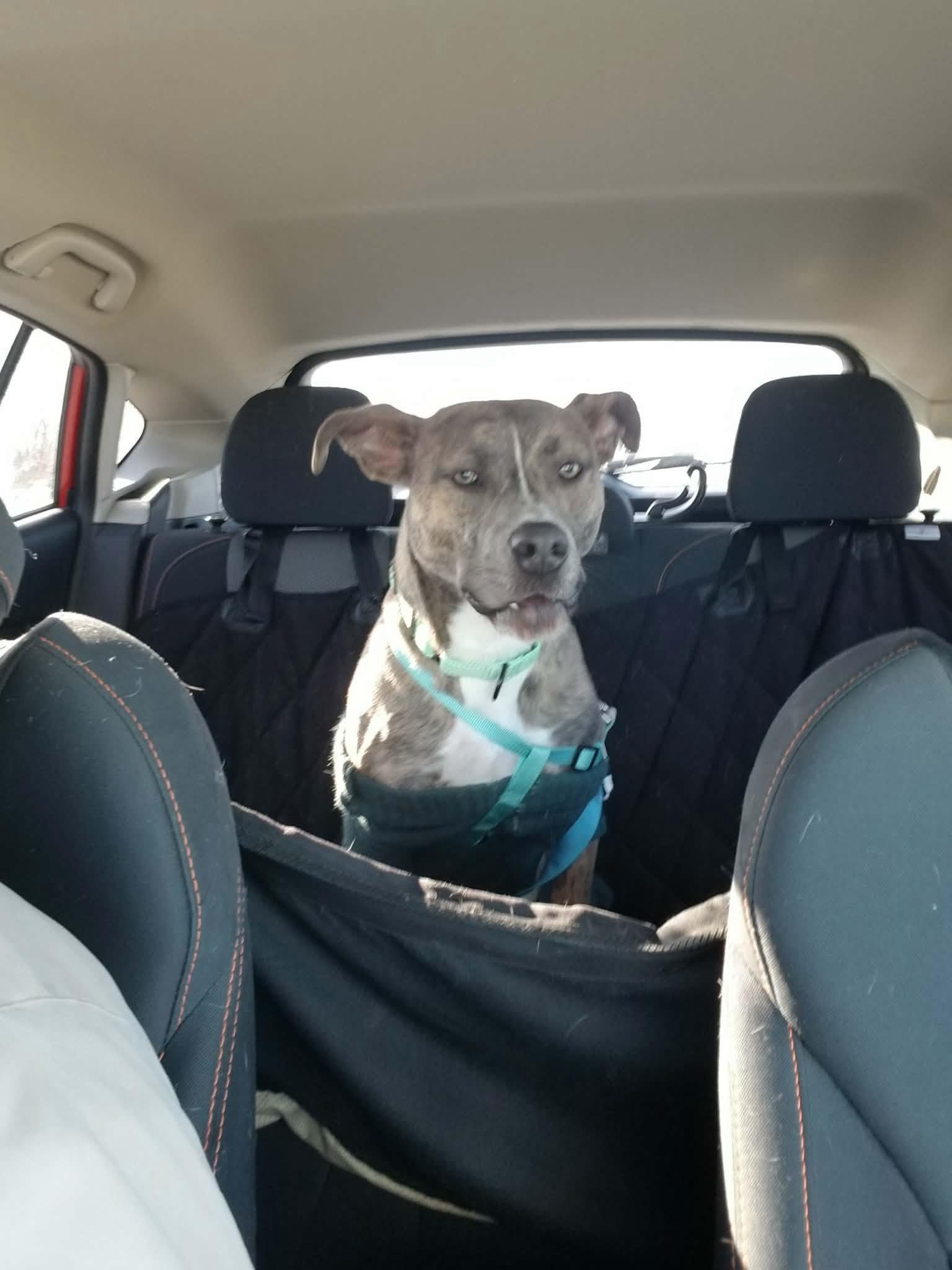 Hops, Adoptable, Adult Female Pit Bull Terrier.