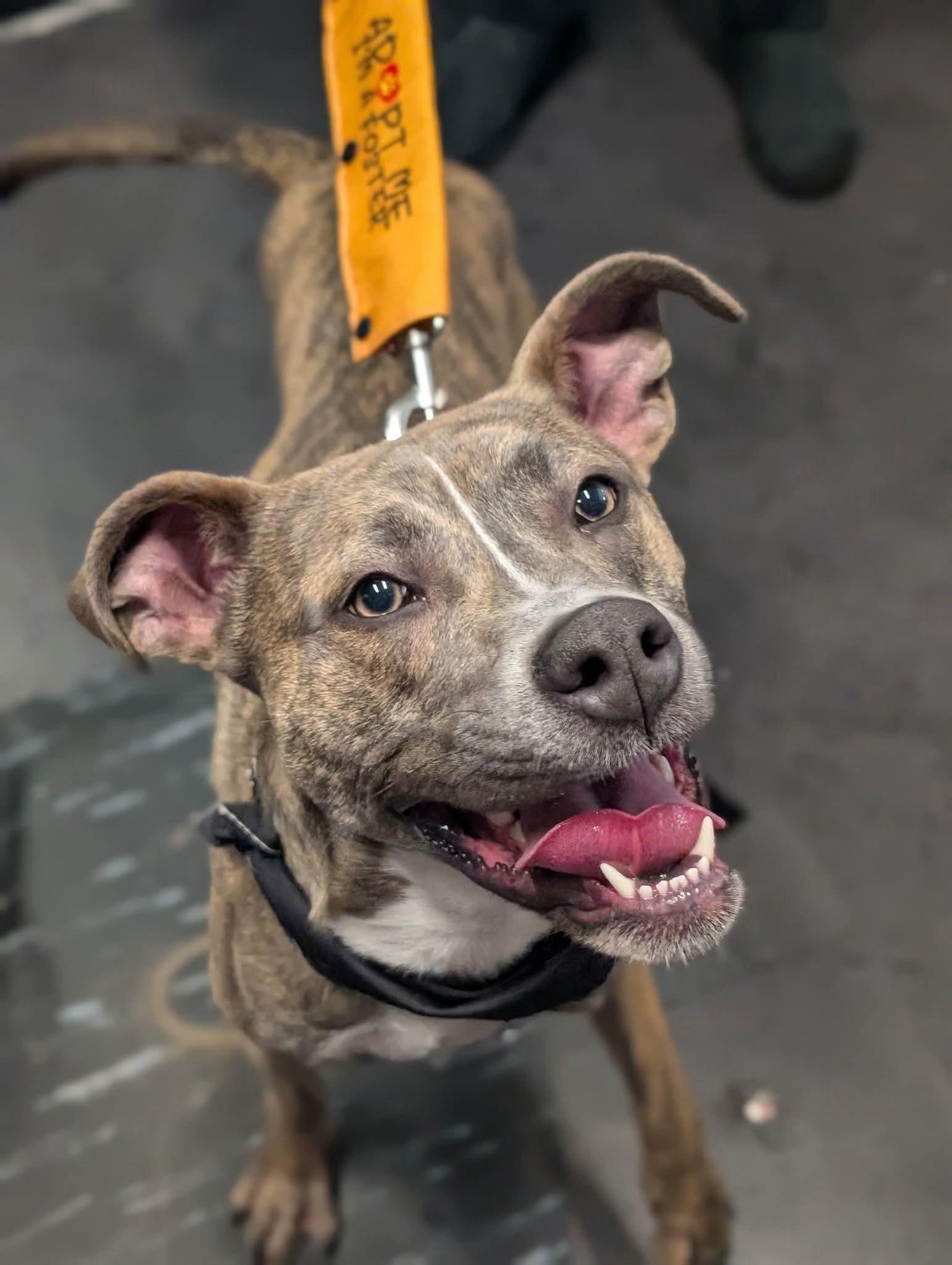 Enlarge Hops, a Adoptable Pit Bull Terrier in Glenmoore, PA image 2/3