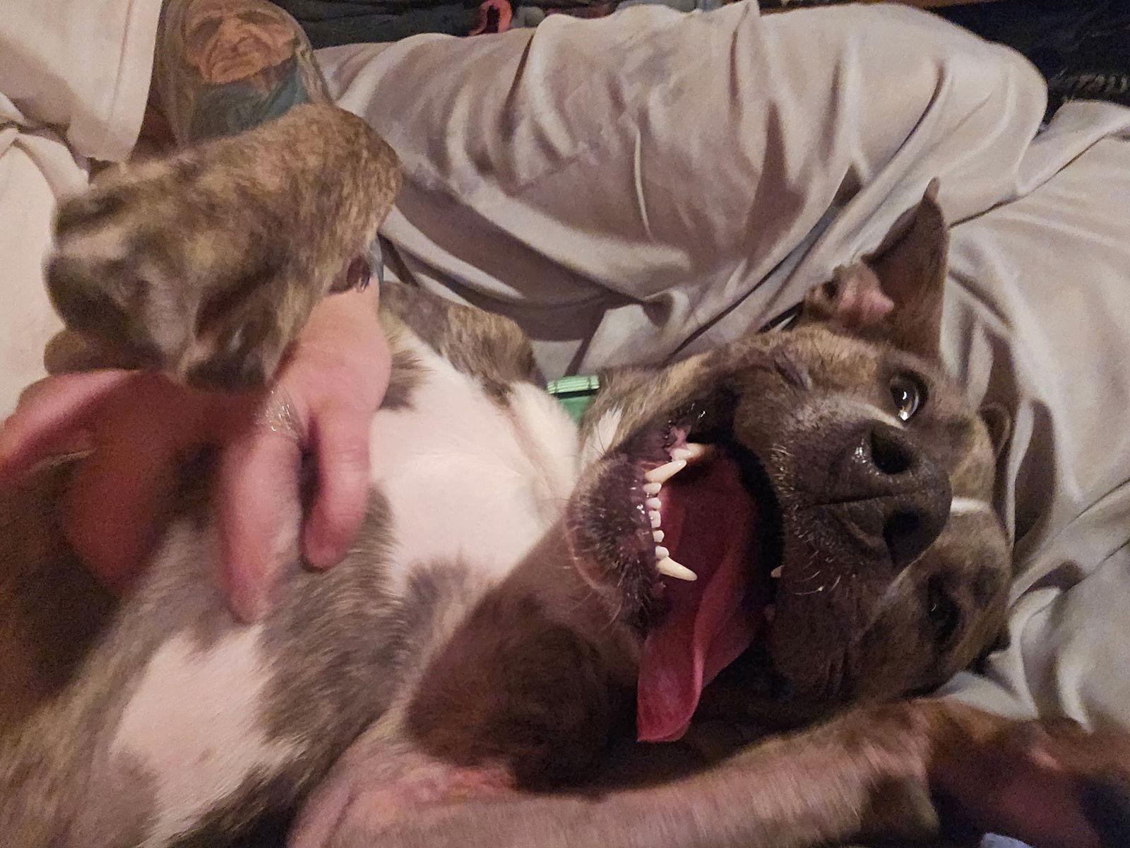 Enlarge Hops, a Adoptable Pit Bull Terrier in Glenmoore, PA image 3/3