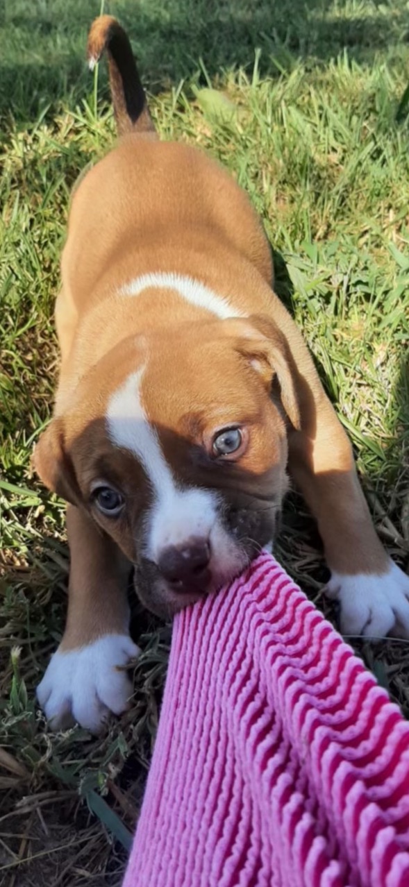 Enlarge Prime, a Adoptable American Staffordshire Terrier in Evergreen, CO image 1/5