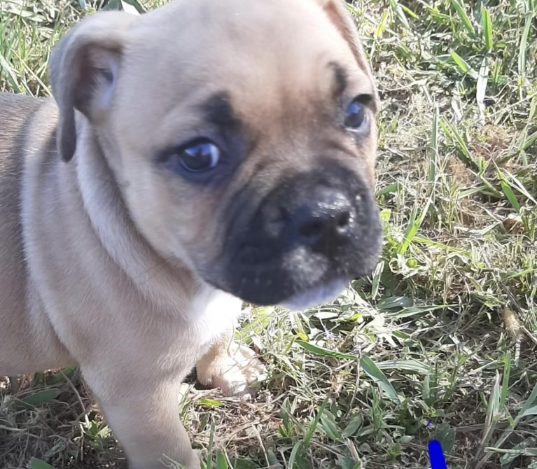 Enlarge Prime, a Adoptable American Staffordshire Terrier in Evergreen, CO image 3/5