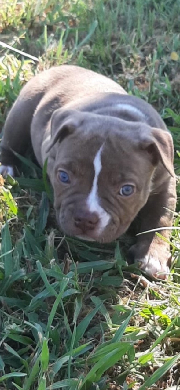 Enlarge Prime, a Adoptable American Staffordshire Terrier in Evergreen, CO image 4/5
