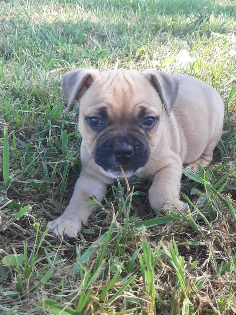 Enlarge Prime, a Adoptable American Staffordshire Terrier in Evergreen, CO image 5/5