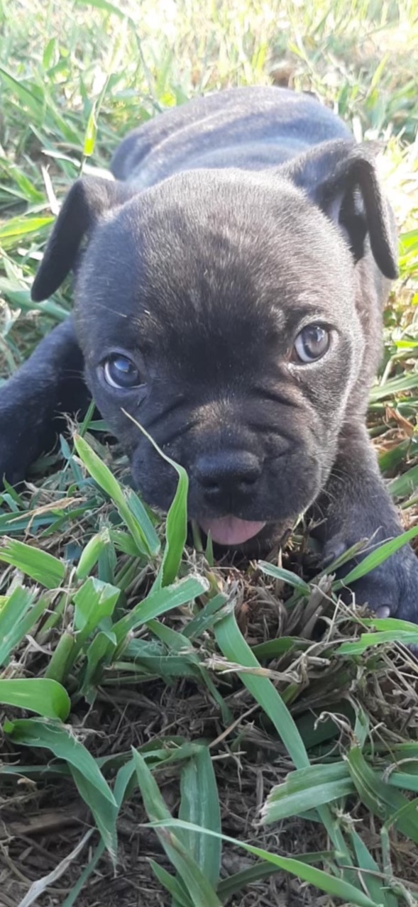 Enlarge Prime, a Adoptable American Staffordshire Terrier in Evergreen, CO image 2/5