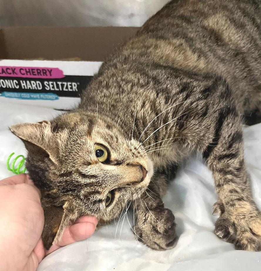 Rikki, Adoptable, Young Female Tabby & Calico.