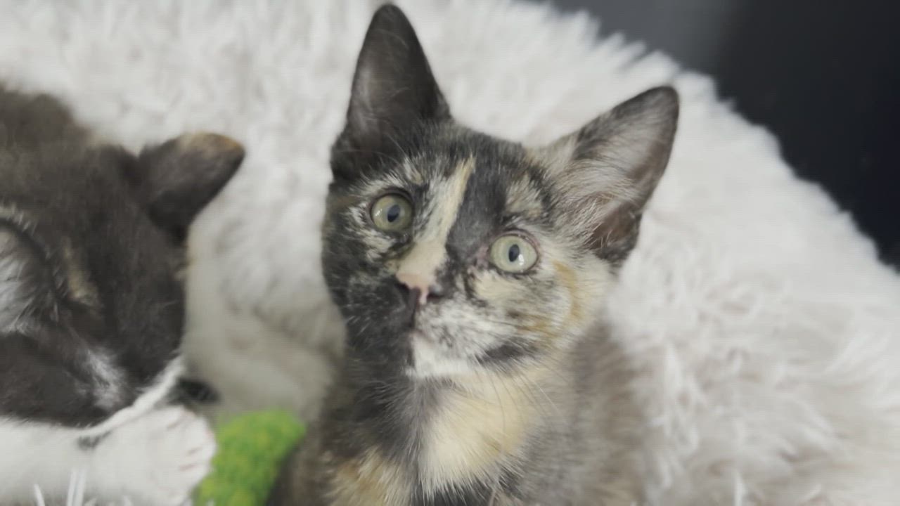 Enlarge Ella , a Adopted Domestic Short Hair in Chalfont, PA video 5/9