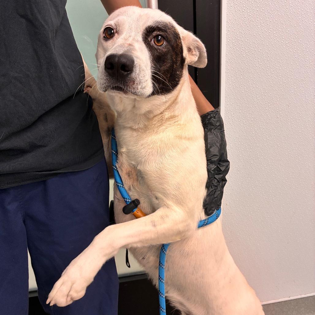 Maple, Adoptable, Adult Female Cattle Dog & Terrier.