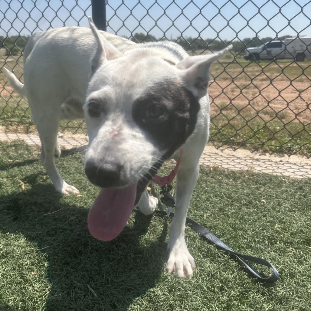 Enlarge Maple, a Adoptable mixed breed in Abilene, TX image 2/6