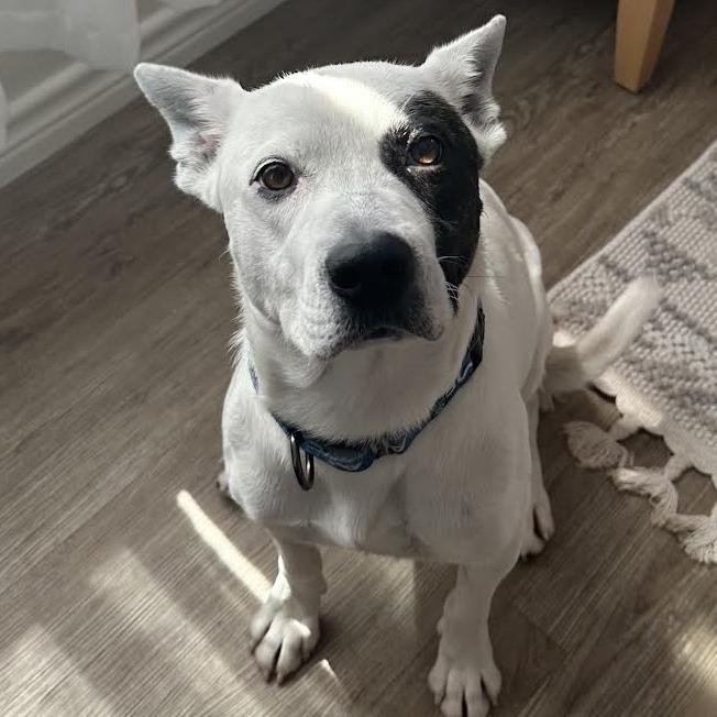 Enlarge Maple, a Adoptable mixed breed in Abilene, TX image 3/6