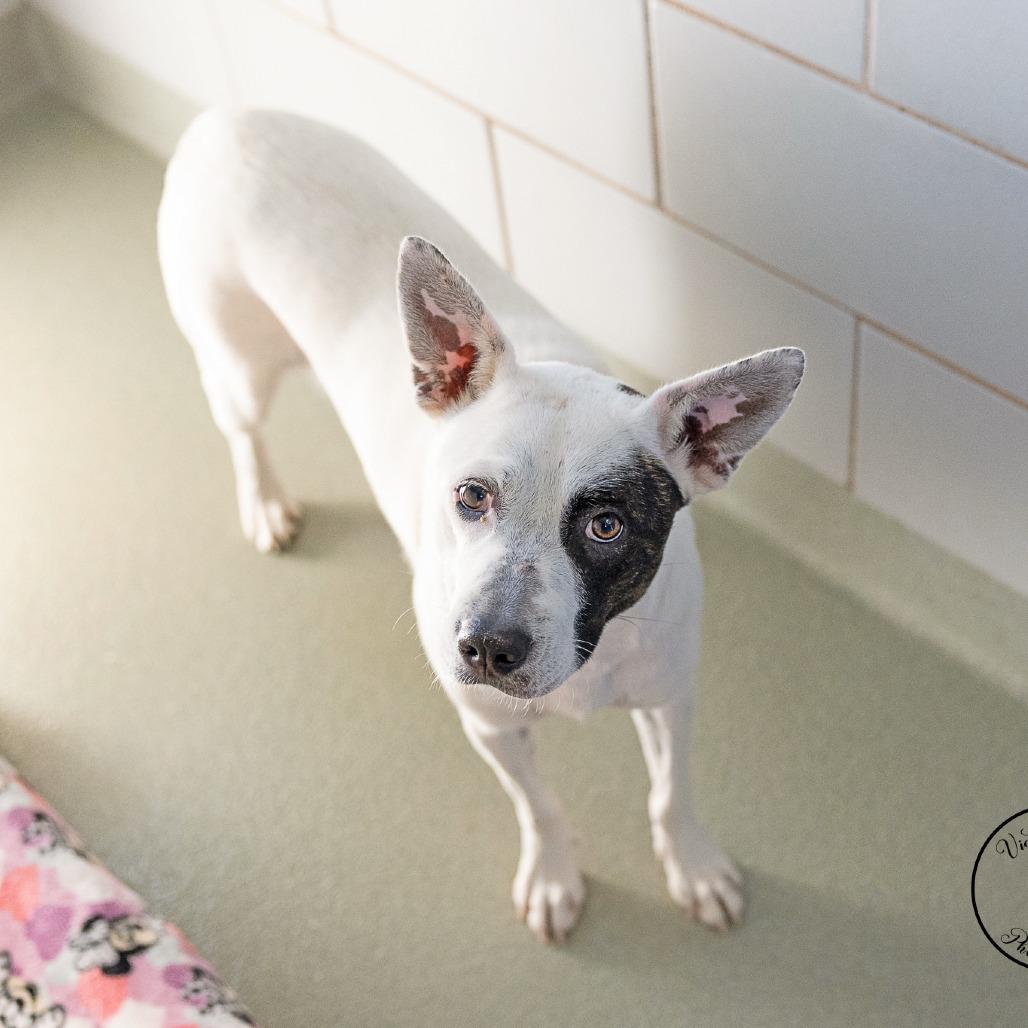 Enlarge Maple, a Adoptable mixed breed in Abilene, TX image 4/6