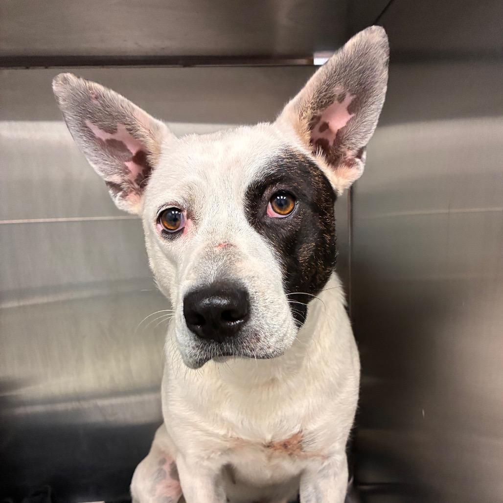 Enlarge Maple, a Adoptable mixed breed in Abilene, TX image 5/6