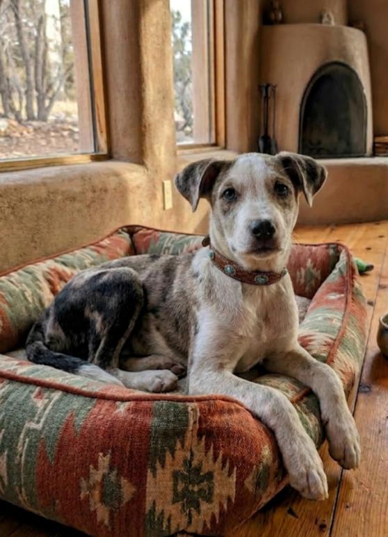CARSON, ADOPTABLE, Puppy Male Australian Shepherd & Catahoula Leopard Dog.