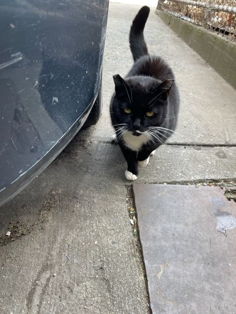 Enlarge Jenny from the block, a Adoptable mixed breed in Brooklyn, NY image 1/6
