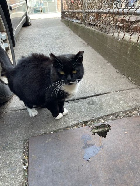 Enlarge Jenny from the block, a Adoptable mixed breed in Brooklyn, NY image 2/6