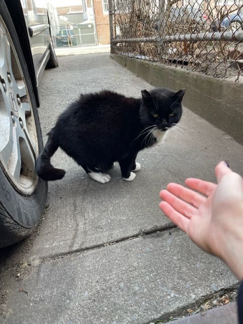 Enlarge Jenny from the block, a Adoptable mixed breed in Brooklyn, NY image 3/6