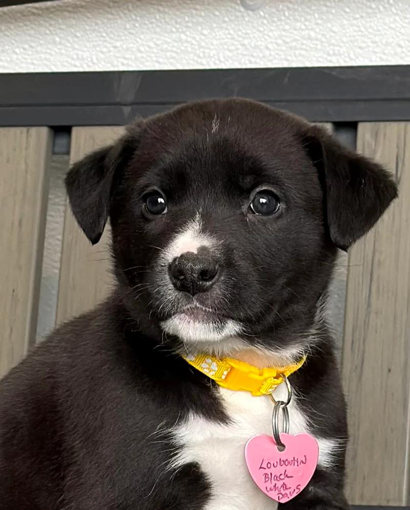 Enlarge Louboutin, an adopted mixed breed in Pointe-Fortune, QC image 1/2