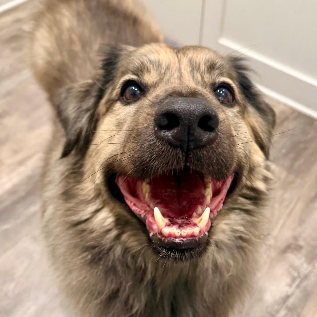 Enlarge Rambo, a Adoptable mixed breed in Jackson, MI image 3/4