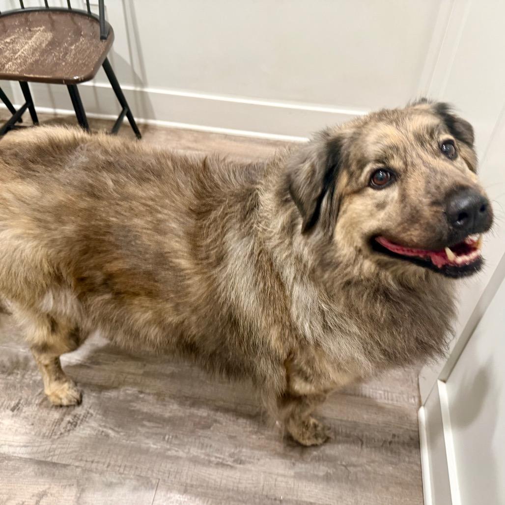 Enlarge Rambo, a Adoptable mixed breed in Jackson, MI image 4/4